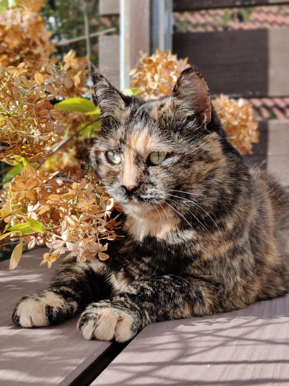 Katze 