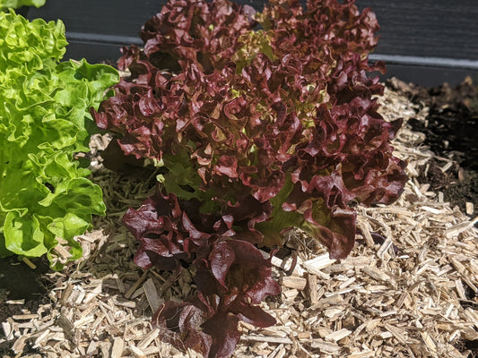 Hanfmulch für das Hochbeet: Die perfekte Wahl für Deinen Garten
